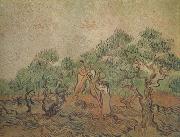 Olive Picking (nn04) Vincent Van Gogh